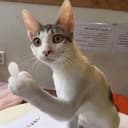 flipcat