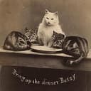 BCats