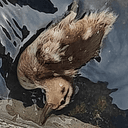 DUCKY