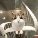 tinyyelly