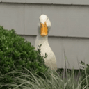 Louie