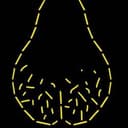 Nutsack