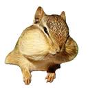 NUTZ