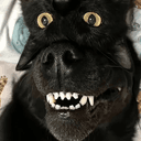 dogwifcat