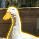 DuckToken
