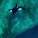 Orcas