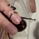 BEETLE