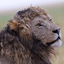 CurleLion