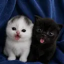 BASECAT