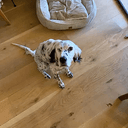 DOGE