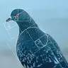 Pigeon