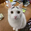 SAM
