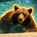 HotBEAR