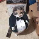 SUITCAT