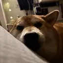 OrgDoge