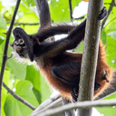 RINGMONKEY