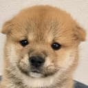 bou