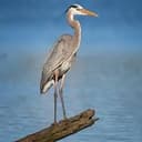 Heron