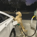 pumpdog