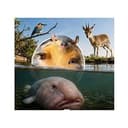 MEMEIMALS
