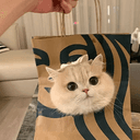 bagcat