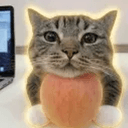 APPLCAT