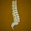 Spine