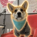Corgi