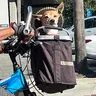 DOGBAG