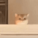 Fomo