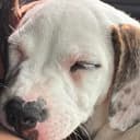 CUTEDIG