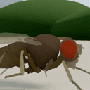 FRUITFLY