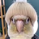 $PERICO