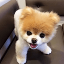 boo