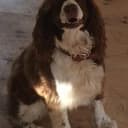 tuckerdog