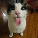 meow