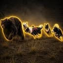 Dogs