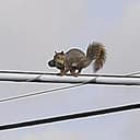SQUIRELL