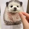 动物园里有什么