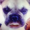 POPDOG