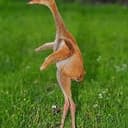 CRANE