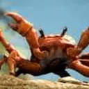 CRAB