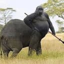 HARAMBE