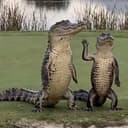 GATOR