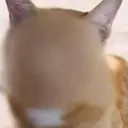 zCAT