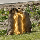 BONDED