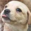 blepdog