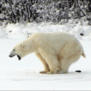bear dump