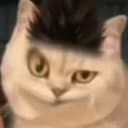 刺头猫