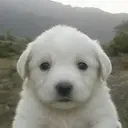 Copito